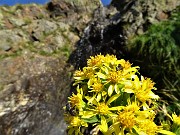 18 Bei fiori gialli con ospiti e cascatella